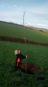 james planting a tree