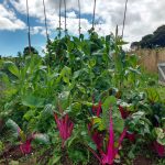 pink chard picture